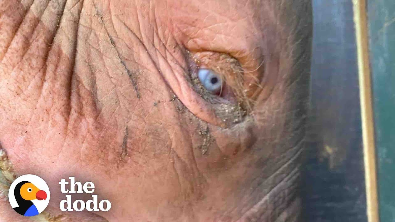 Blue-Eyed Baby Elephant Is So Brave And Sweet