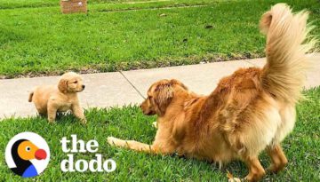 Dogs Have The Best Reactions To Meeting Their Puppy Siblings