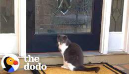 Family Installs Cat Door To Accommodate Their Dog’s Stalker