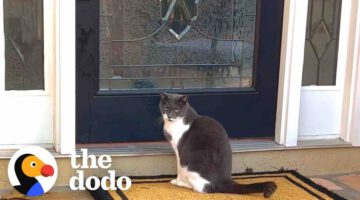 Family Installs Cat Door To Accommodate Their Dog’s Stalker