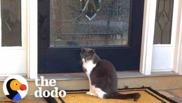 Family Installs Cat Door To Accommodate Their Dog’s Stalker