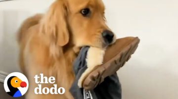 Golden Retriever Brings His Mom’s Clothes To The Backyard Every Single Day