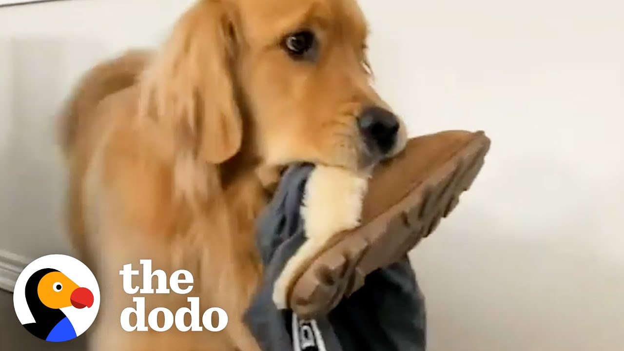 Golden Retriever Brings His Mom’s Clothes To The Backyard Every Single Day