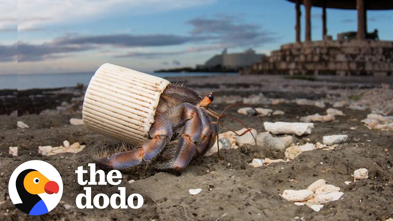 Guy Finds Hermit Crabs Living In Plastic And Offers Them New Shells