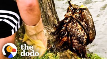Guy Is So Excited to Release the Owl He Rescued Back to the Wild