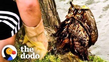 Guy Is So Excited to Release the Owl He Rescued Back to the Wild