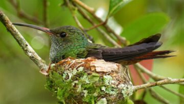 Hummingbird Builds Nest Size of Average Egg Cup