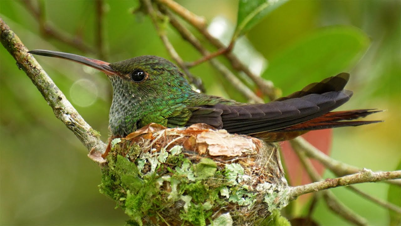 Hummingbird Builds Nest Size of Average Egg Cup