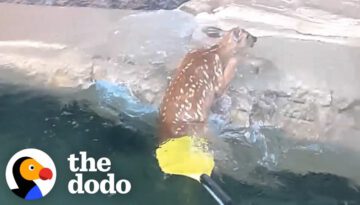 Kayakers Save The Sweetest Baby Deer