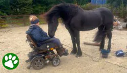 Paralyzed Woman Drives Horse