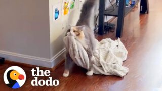 Rescue Cat Carries Her Favorite Blanket All Around The Apartment