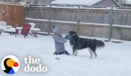 Rescue Husky Sees Snow For First Time