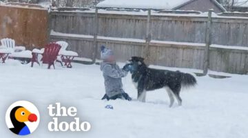 Rescue Husky Sees Snow For First Time