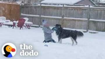 Rescue Husky Sees Snow For First Time