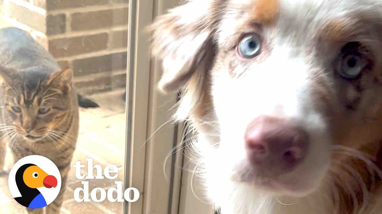 Stray Cat Keeps Joining This Dog’s Walks