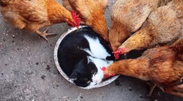 The Unlikely Friendship of Cat and Animals
