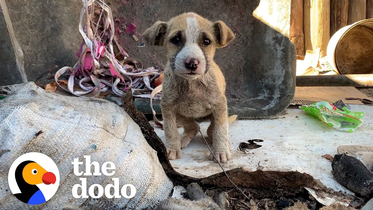 Tiny, Mangey Puppy Found On The Side Of The Road