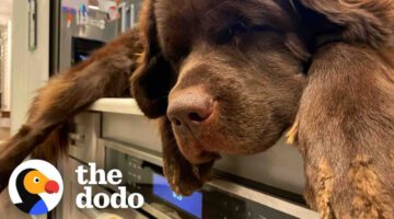 155-pound Dog Will Only Sleep On Her Mom’s Kitchen Counter