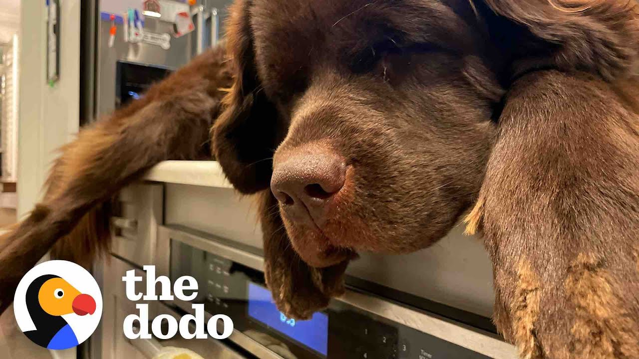 155-pound Dog Will Only Sleep On Her Mom’s Kitchen Counter