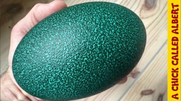 Big Egg Cracked in My Hands – Just as I Was About to Drill It