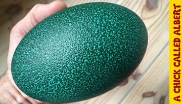 Big Egg Cracked in My Hands – Just as I Was About to Drill It