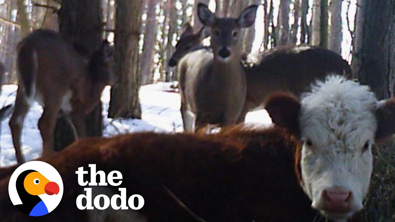 Cow Who Escaped Farm Survives Winter With Wild Deer