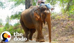 Elephant Chained Up For Years Has The Best Reaction To Freedom