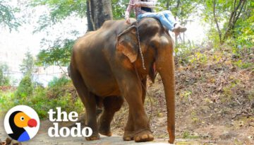 Elephant Chained Up For Years Has The Best Reaction To Freedom