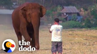 Elephant Runs To Her Favorite Person Every Time He Calls Her Name
