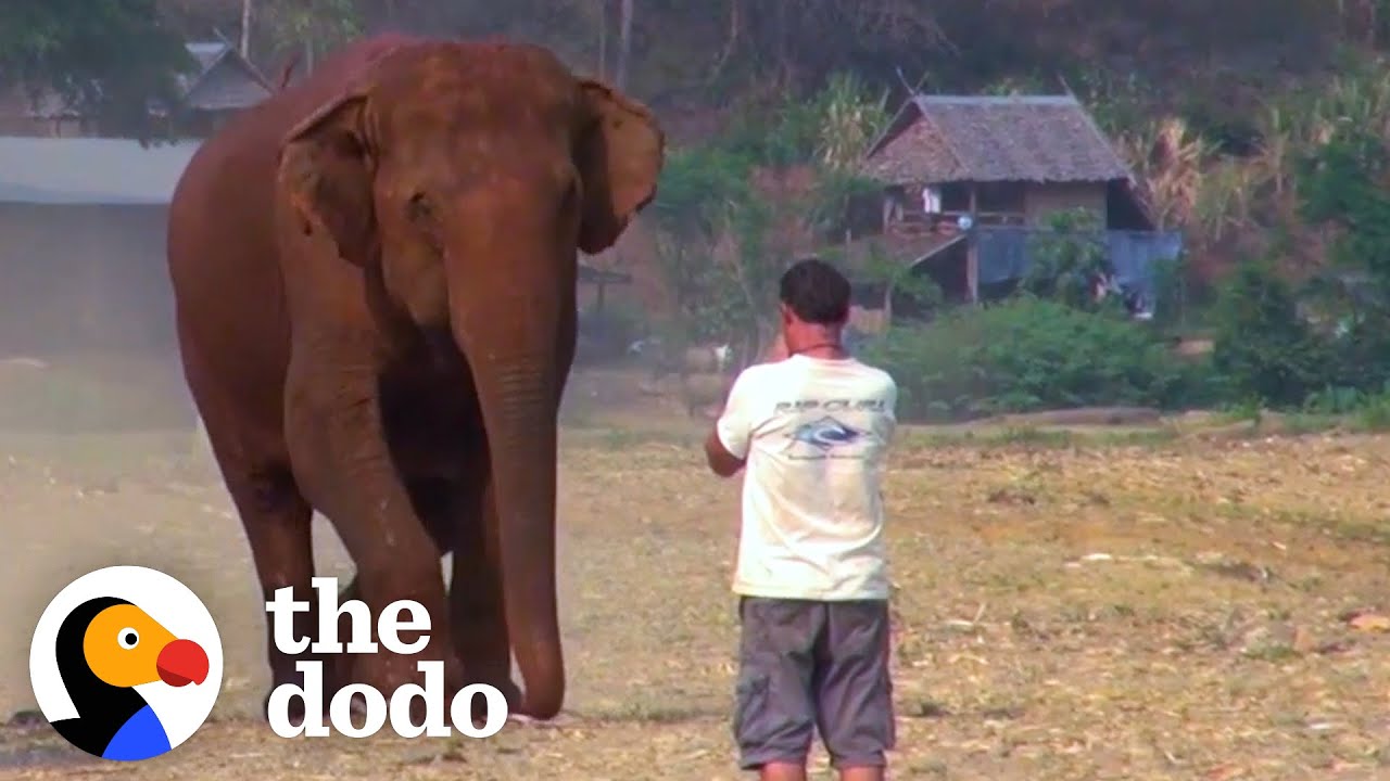 Elephant Runs To Her Favorite Person Every Time He Calls Her Name