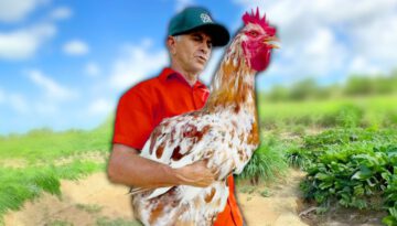 Farmer Accidentally Raises Giant Chicken
