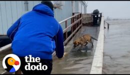 Football Players Rescue Mom And Puppies Left Behind During A Storm