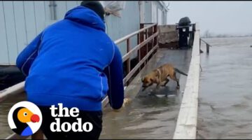 Football Players Rescue Mom And Puppies Left Behind During A Storm