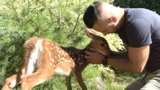 Guy’s Epic Response When Starving Deer Shows up at Door