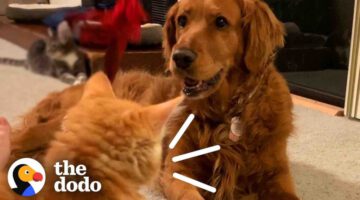 Kitten Found In Parking Lot Growled At His Golden Retriever Sister When They First Met