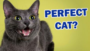 Korat Cat 101 – The “Almost” Perfect Cat Breed