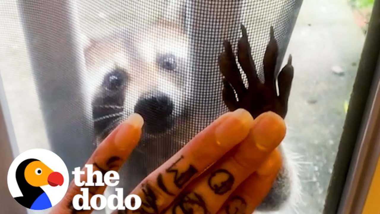 Raccoon Brings Her Babies To Meet Her Human Best Friend Every Year