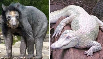 Rarest Animals You’ll Only See Once Every 1000 Years