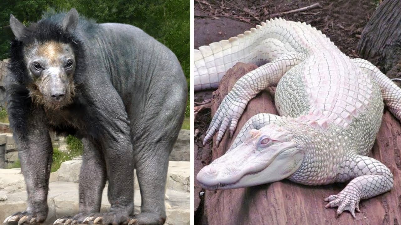 Rarest Animals You’ll Only See Once Every 1000 Years