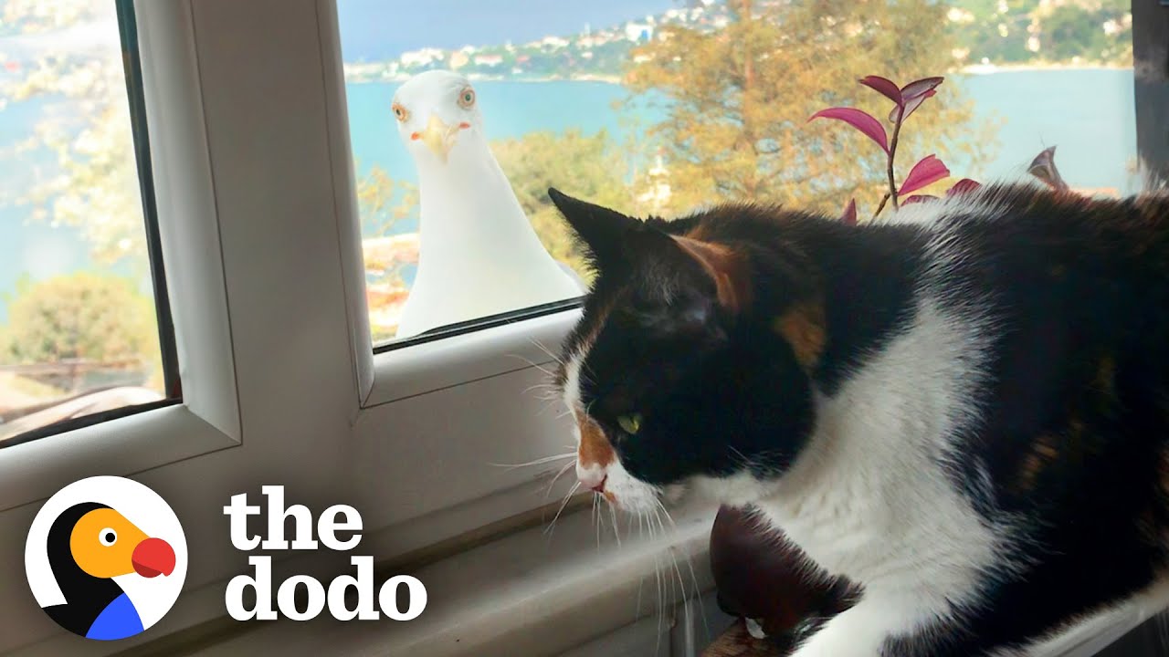 Seagull Shows Off Her Baby Chick To Cat BFF