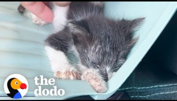 Tiny Half-Dead Kitten Makes A Major Comeback
