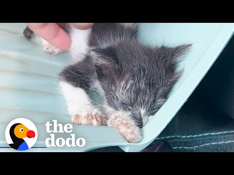 Tiny Half-Dead Kitten Makes A Major Comeback