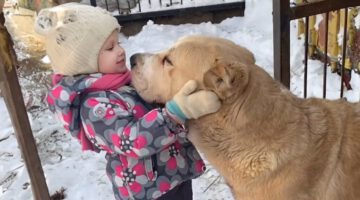 When a Dog’s Love Shapes a Little Heart