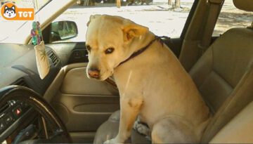 When Dogs Realizing They’re Going to the Vet