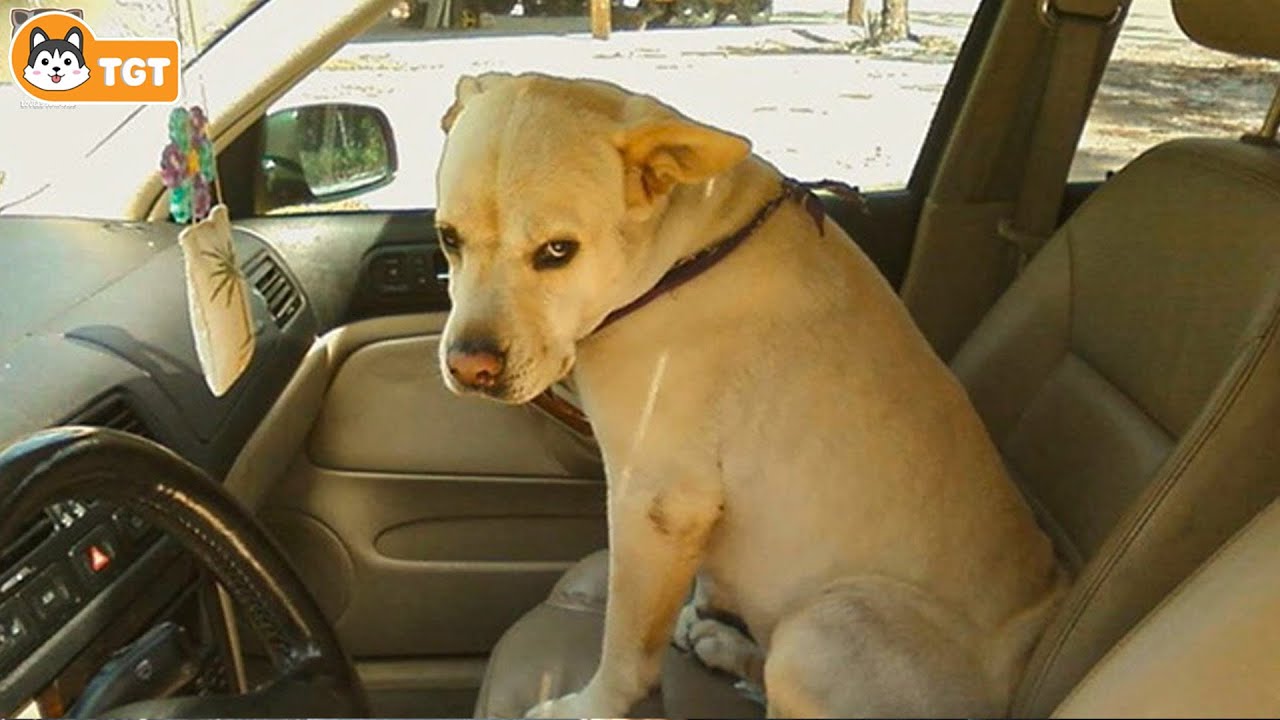 When Dogs Realizing They’re Going to the Vet