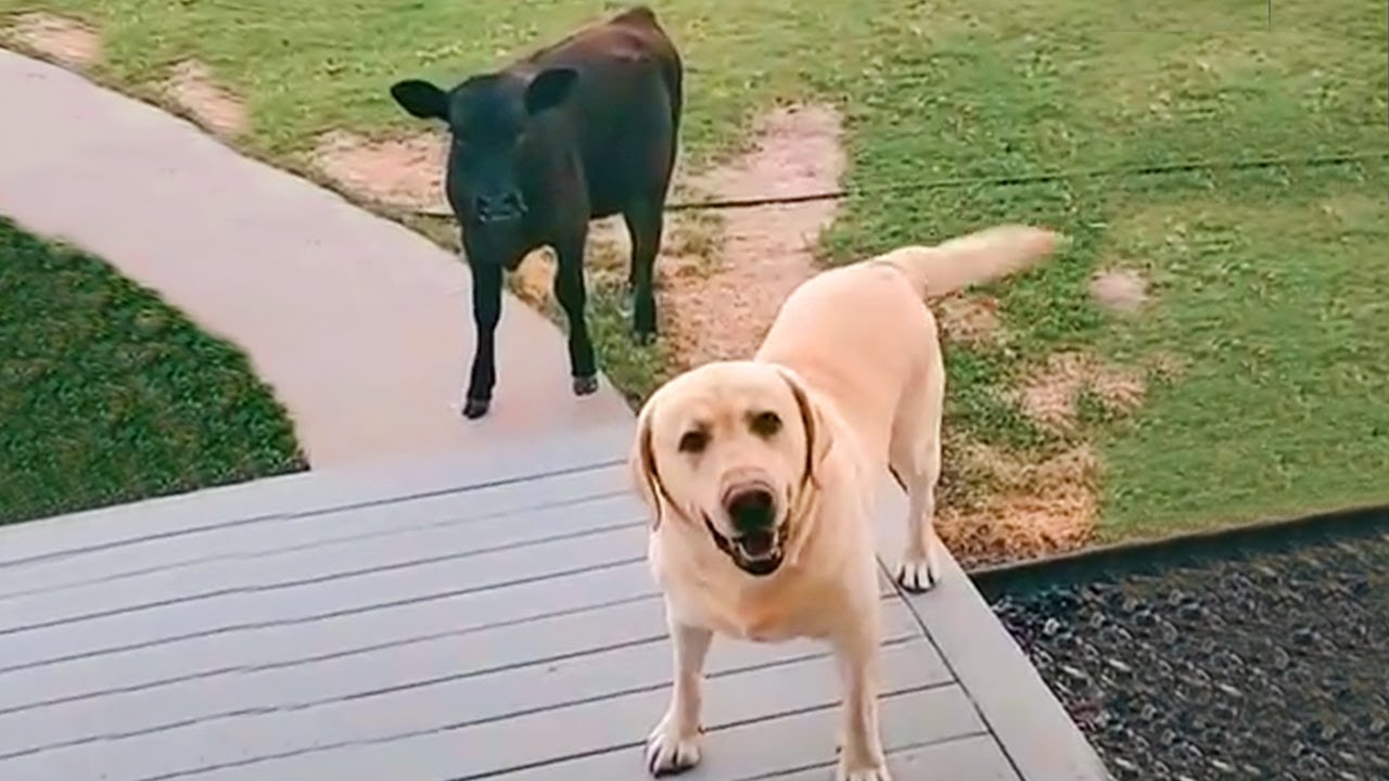 When Your Dog Brings Home a Friend