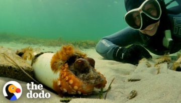 Woman Spends Months Helping An Octopus Protect Her Eggs