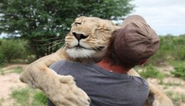 Amazing Animals Hugging People Compilation