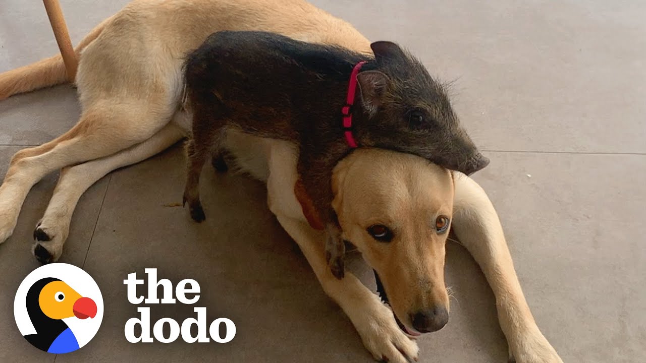 Baby Boar Chooses Yellow Lab to Be Her Dad