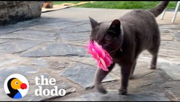 Cat Brings Her New Mom Flowers Every Single Day
